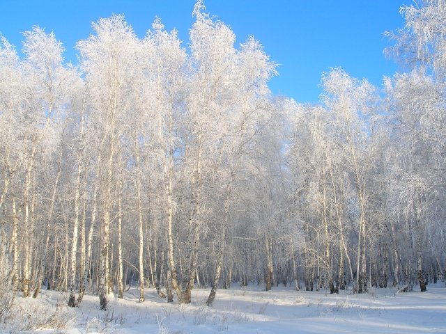 зимняя береза фото