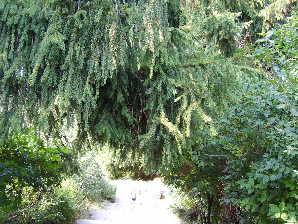 picea breweriana (ель бревера) фото