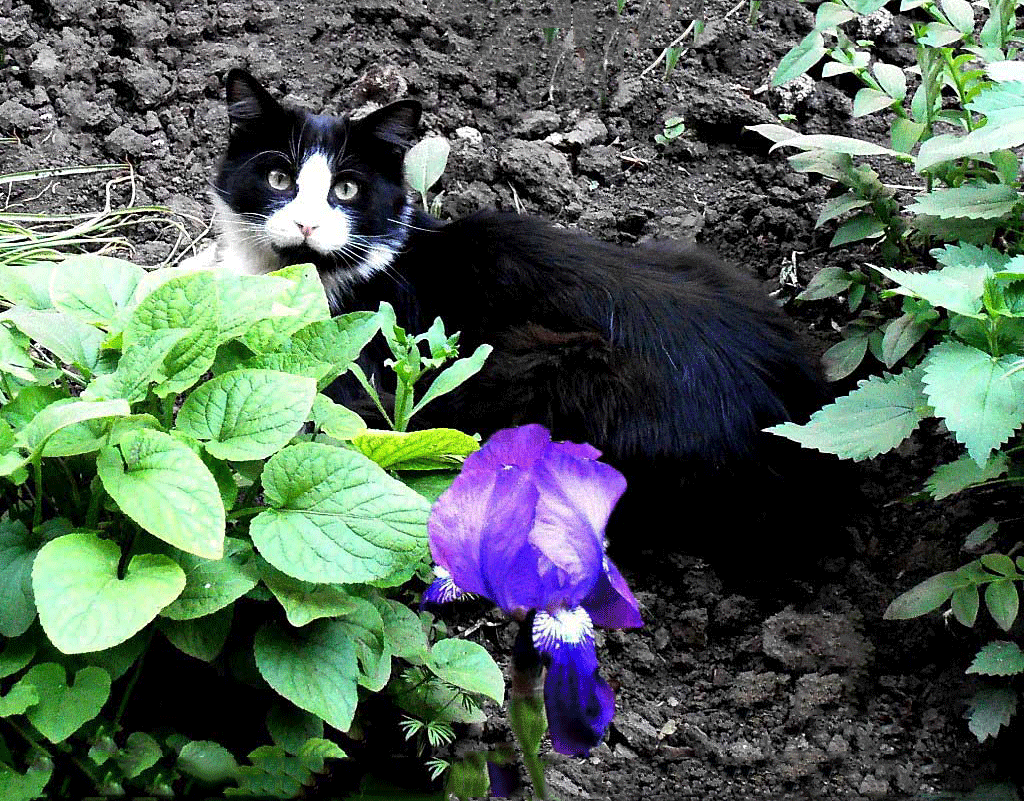 кошки и растения фото
