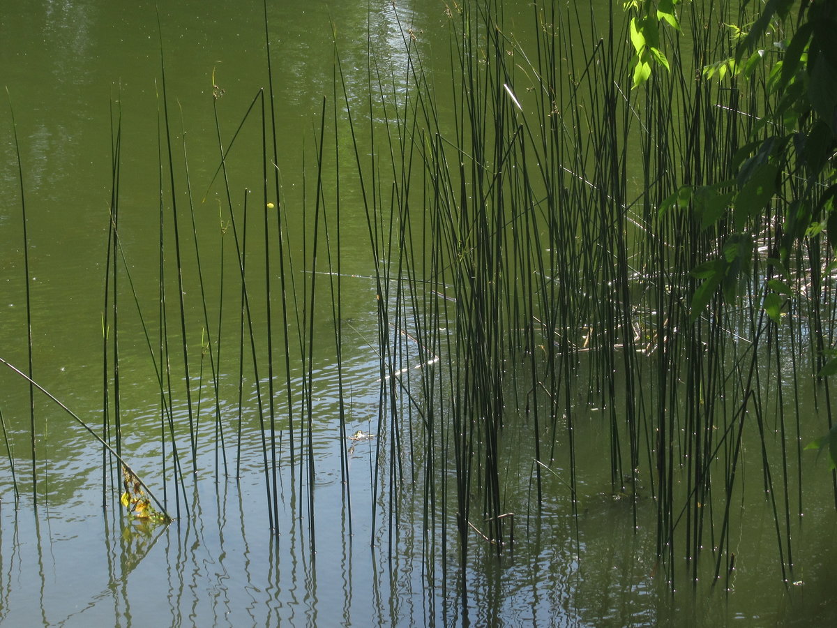 хвощ гигантский equisetum giganteum фото