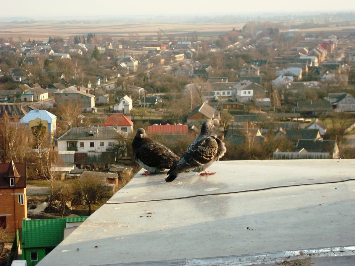 голубь за окном фото