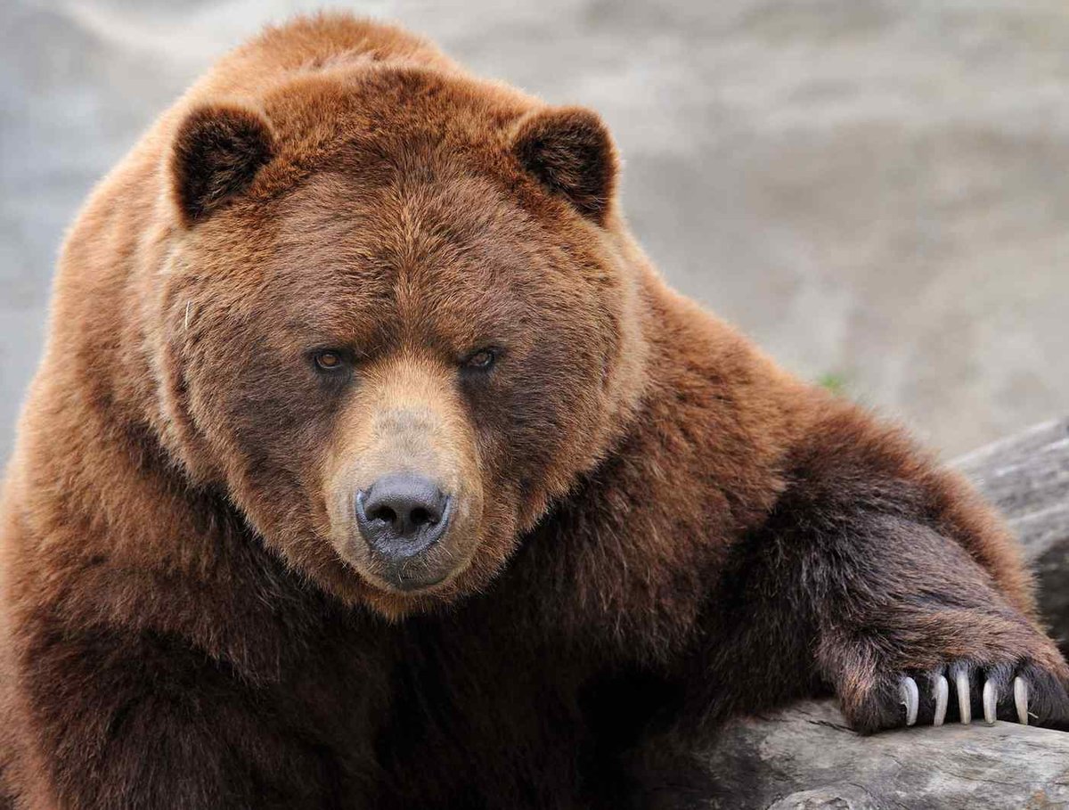 Самцы медведей крупнее самки в 2 раза и достигают при весе 700 – 1000 килограмм около 3,5 метров, что делает их самыми крупными и массивными хищниками на земле.