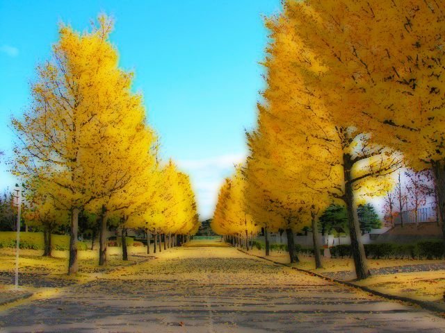 гинкго двулопастный дерево фото