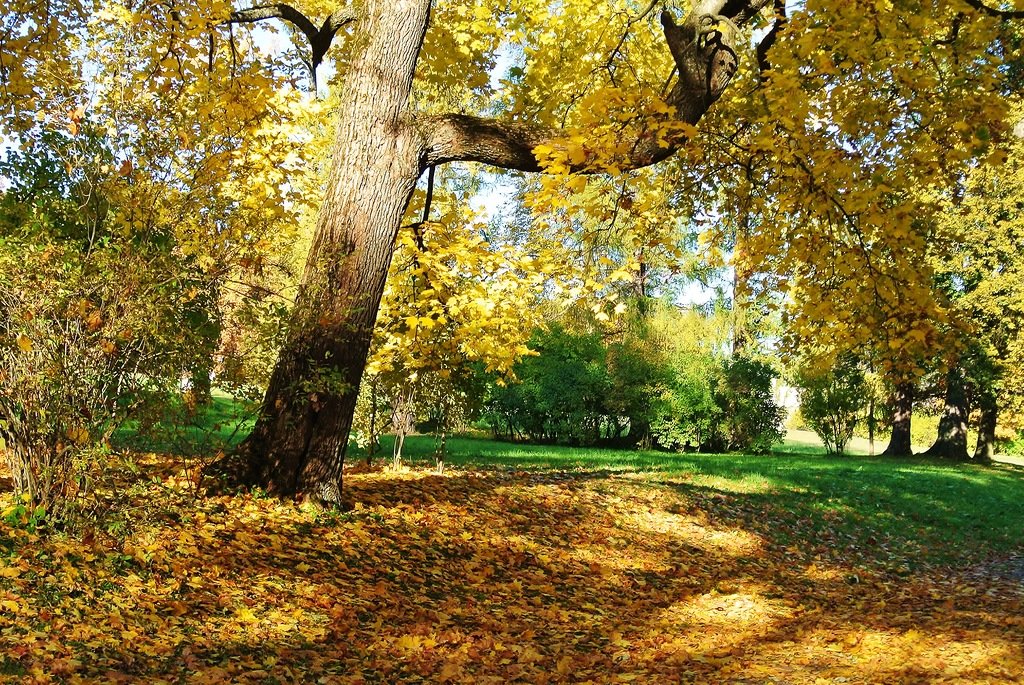 золотая осень фото