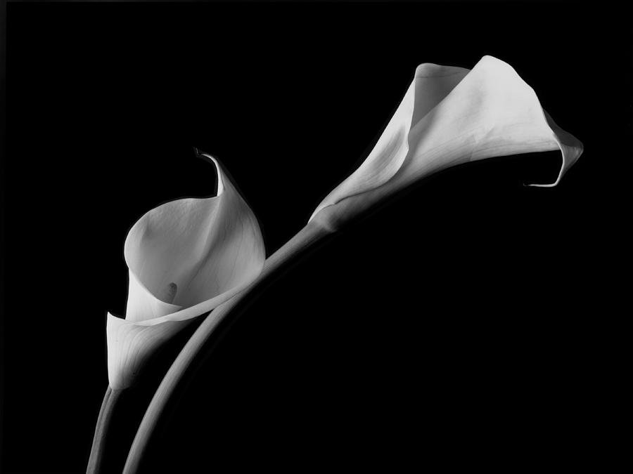 calla lily фото