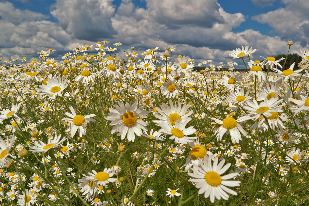 � ������� ���� �������� ����� �������, �������� ������