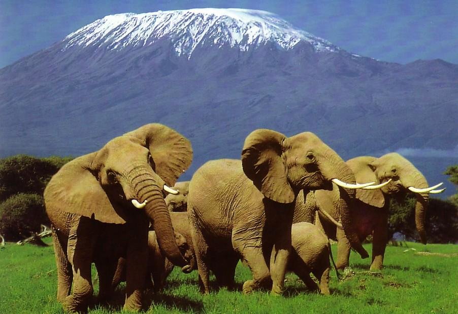 национальный парк амбосели кения фото