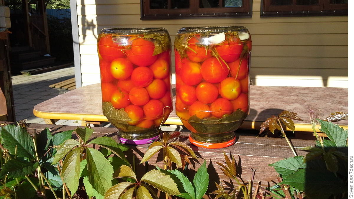 маринованные помидоры фото