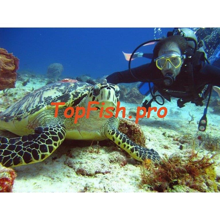 красное море дайвинг фото