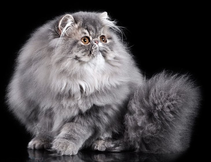окрасы персидских кошек с фотографиями открытки используют