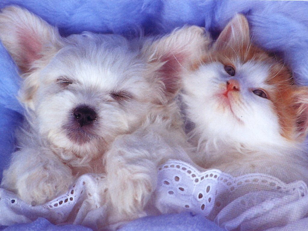 ������� �������� � �������� � �������, ��������