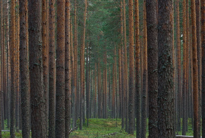 сосновые леса фото