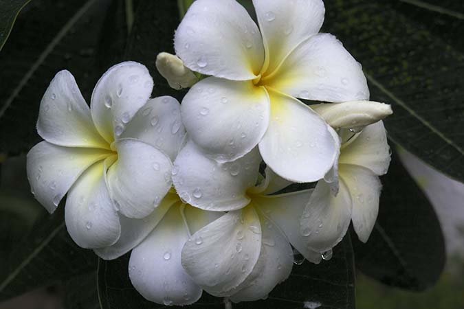 plumeria alba дерево фото