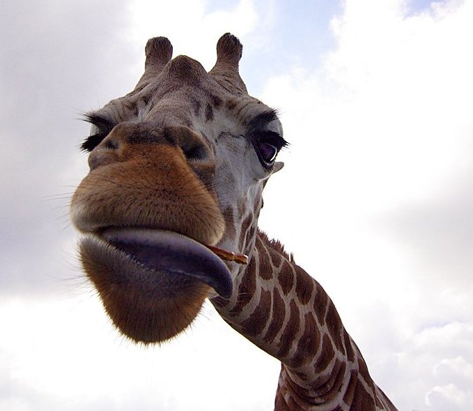 Осторожно: жирафы!