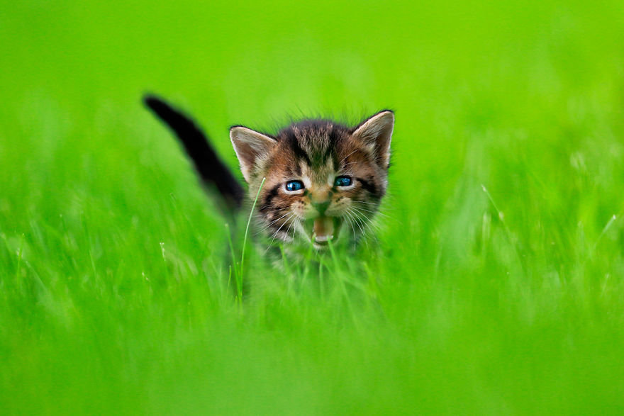 котенок в траве обои фото