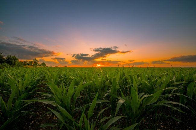 кукурузное поле фото