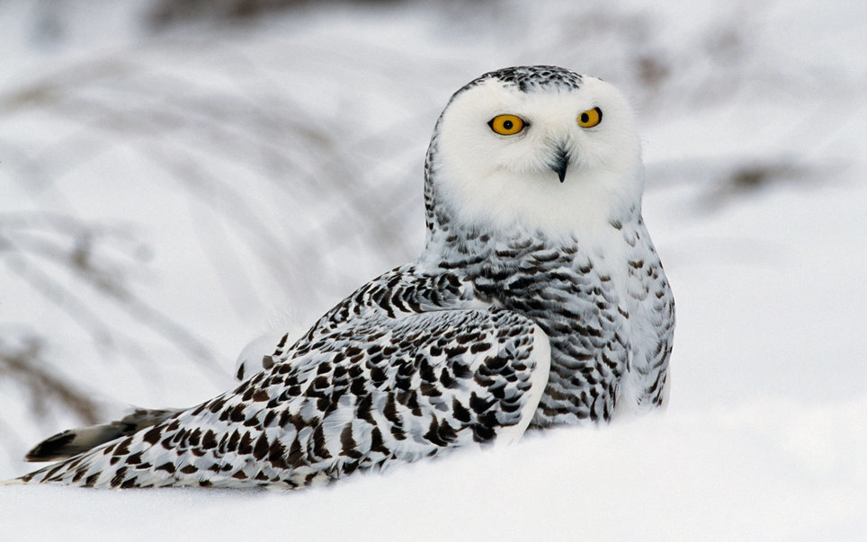 ÐÐÐÑÐ ÑÐ¾Ð²Ñ â ÐÐÐÐ¸ÐºÐ¸Ð Ð¾ÐÐÑÐ, Ð¡Ð¨Ð.