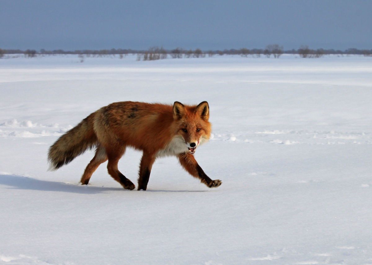 Вечерний променад
#апрель #весна #вечер #живность #камчатка #лиса #пейзаж