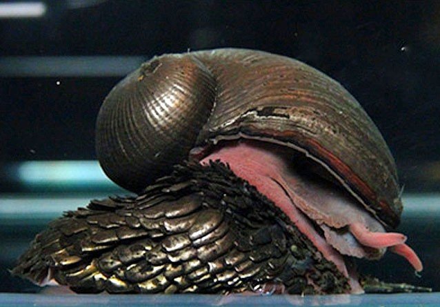 улитка crysomallon squamiferum фото