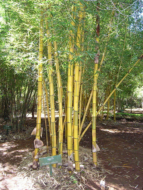 bambusa vulgaris фото