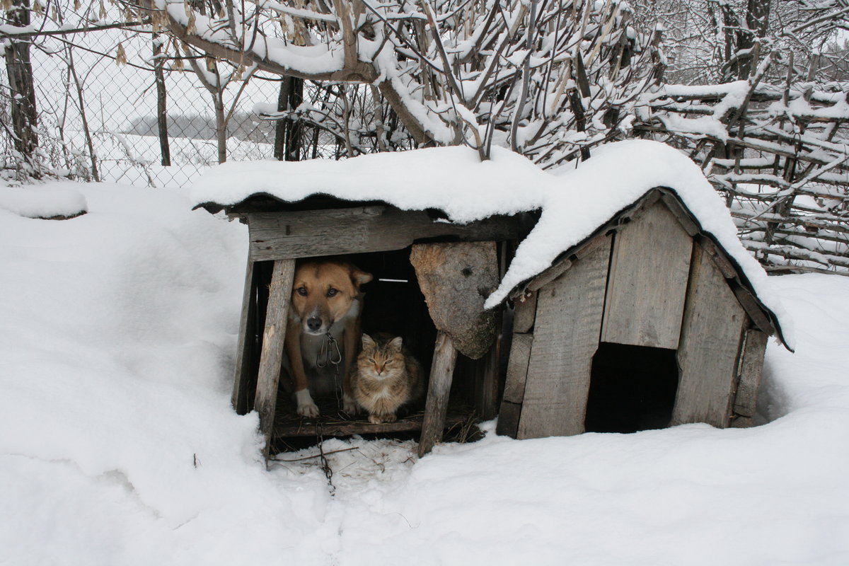 собака зимой в будке