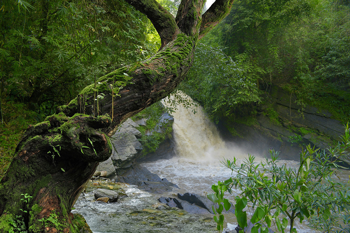 природа водопад джунгли фото