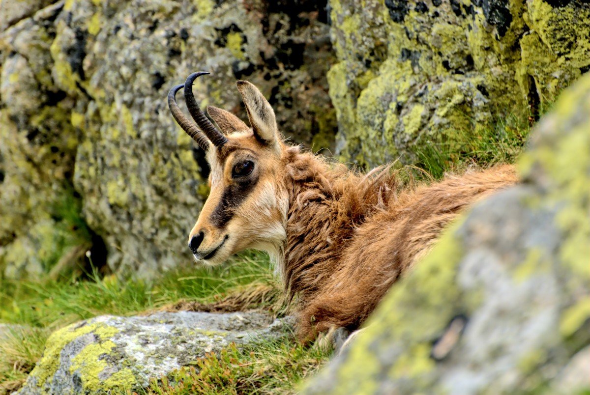 серна кавказская фото