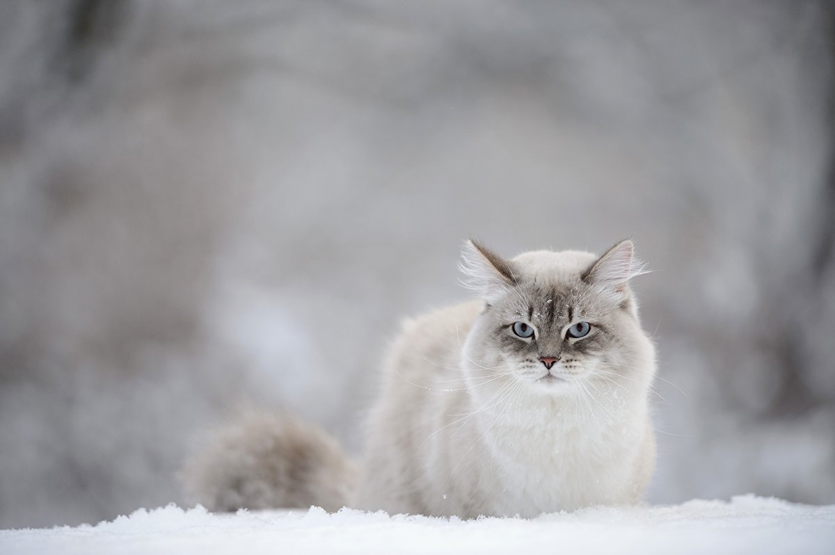 невская маскарадная кошка фото