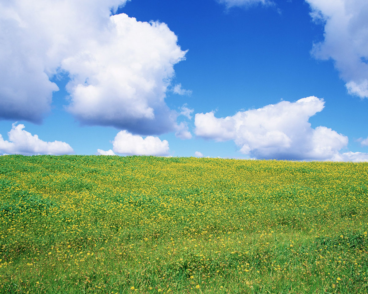 зеленое поле фото