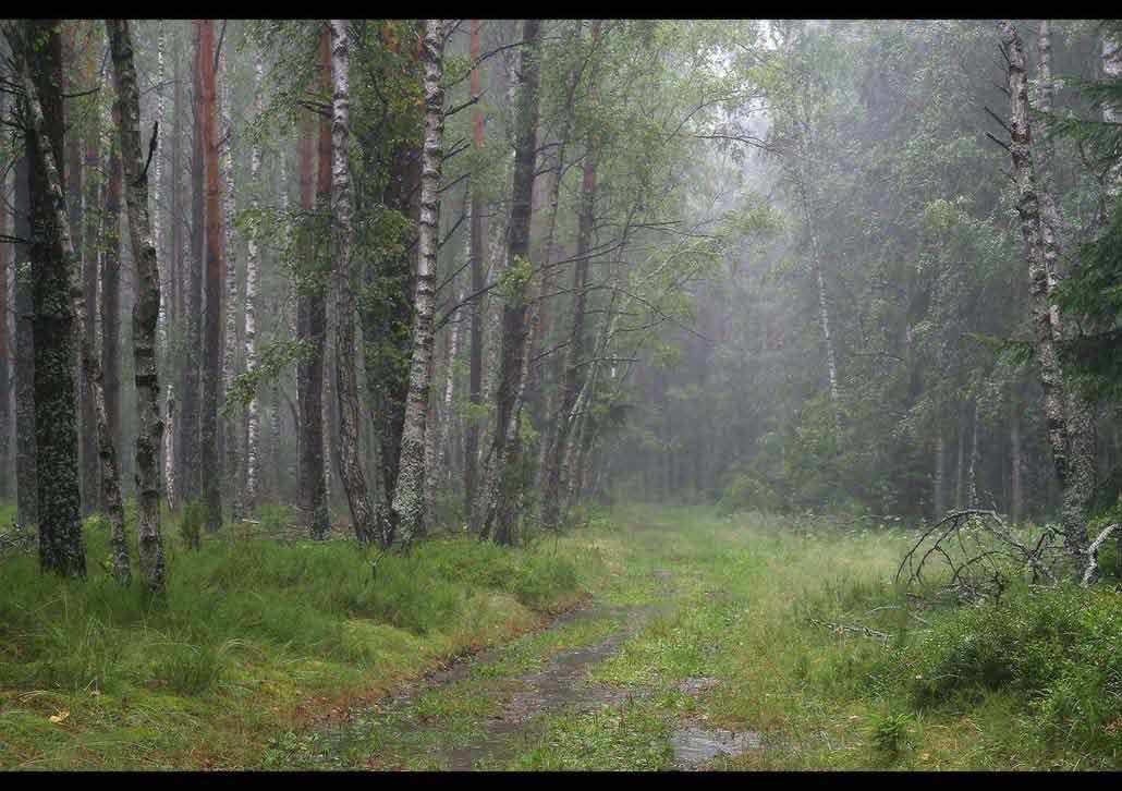 дождь в лесу фото
