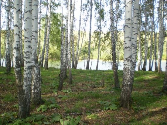 берёзовая роща и река фото