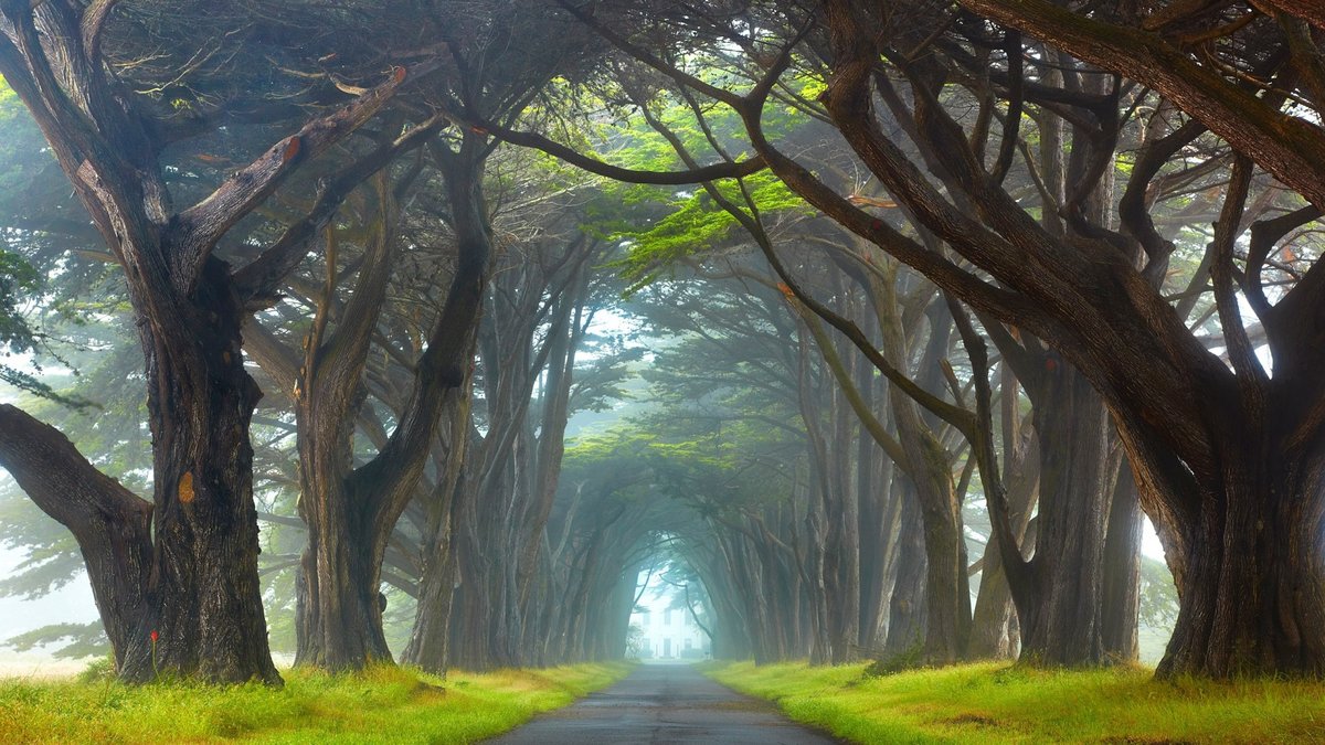 кипарисовый туннель, национальный парк point reyes, калифорния фото