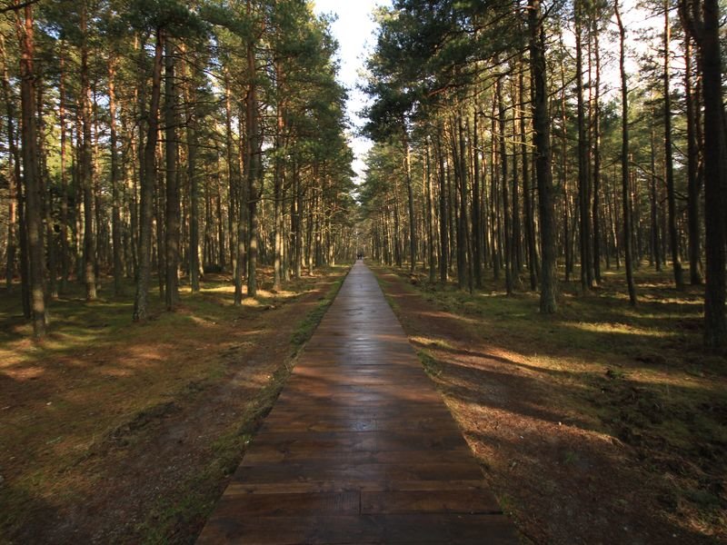 сосновые леса фото