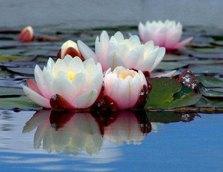 С днем рождения нилуфар картинки