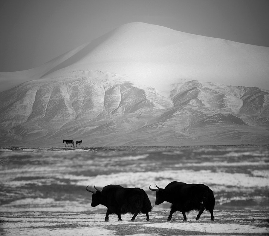 чёрно-белая фотография фото