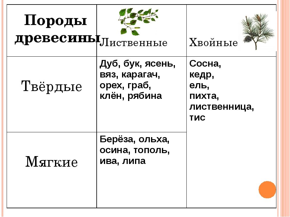 какие деревья относятся к твердым породам