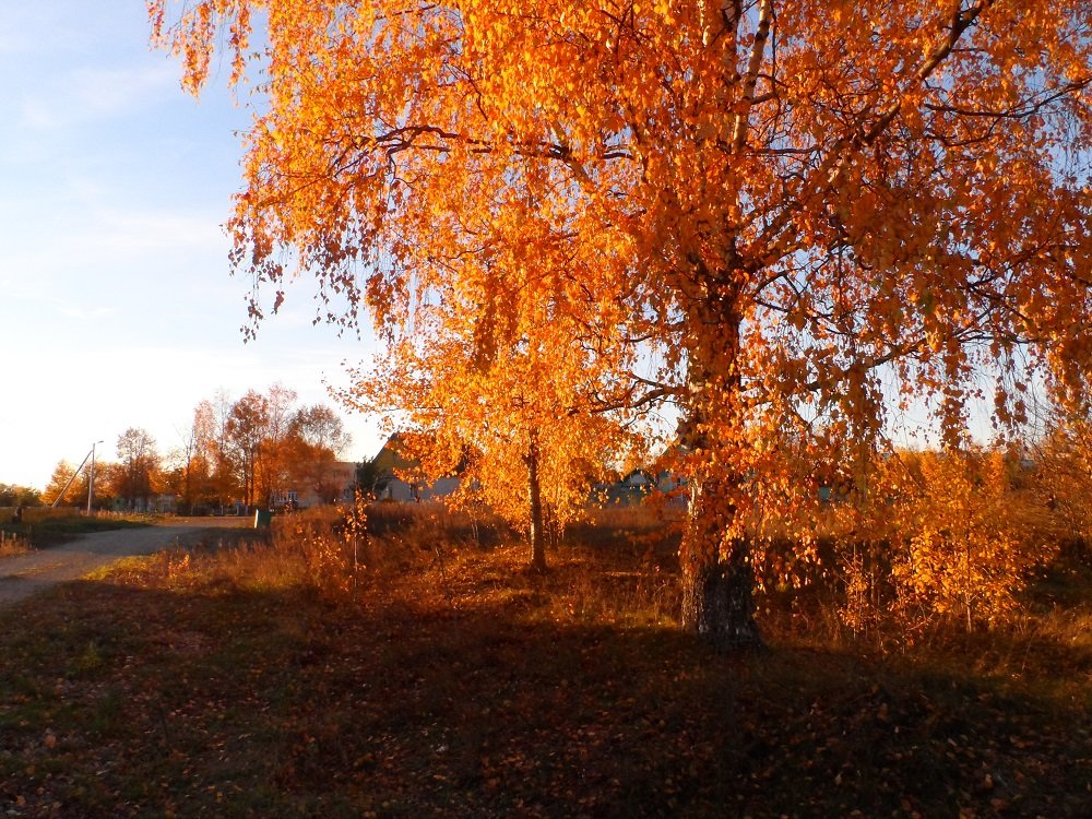 осенняя береза фото