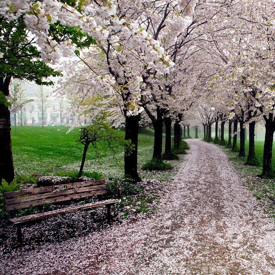 весенний парк картинки фото