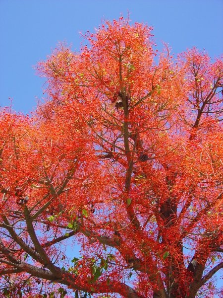 brachychiton acerifolius фото