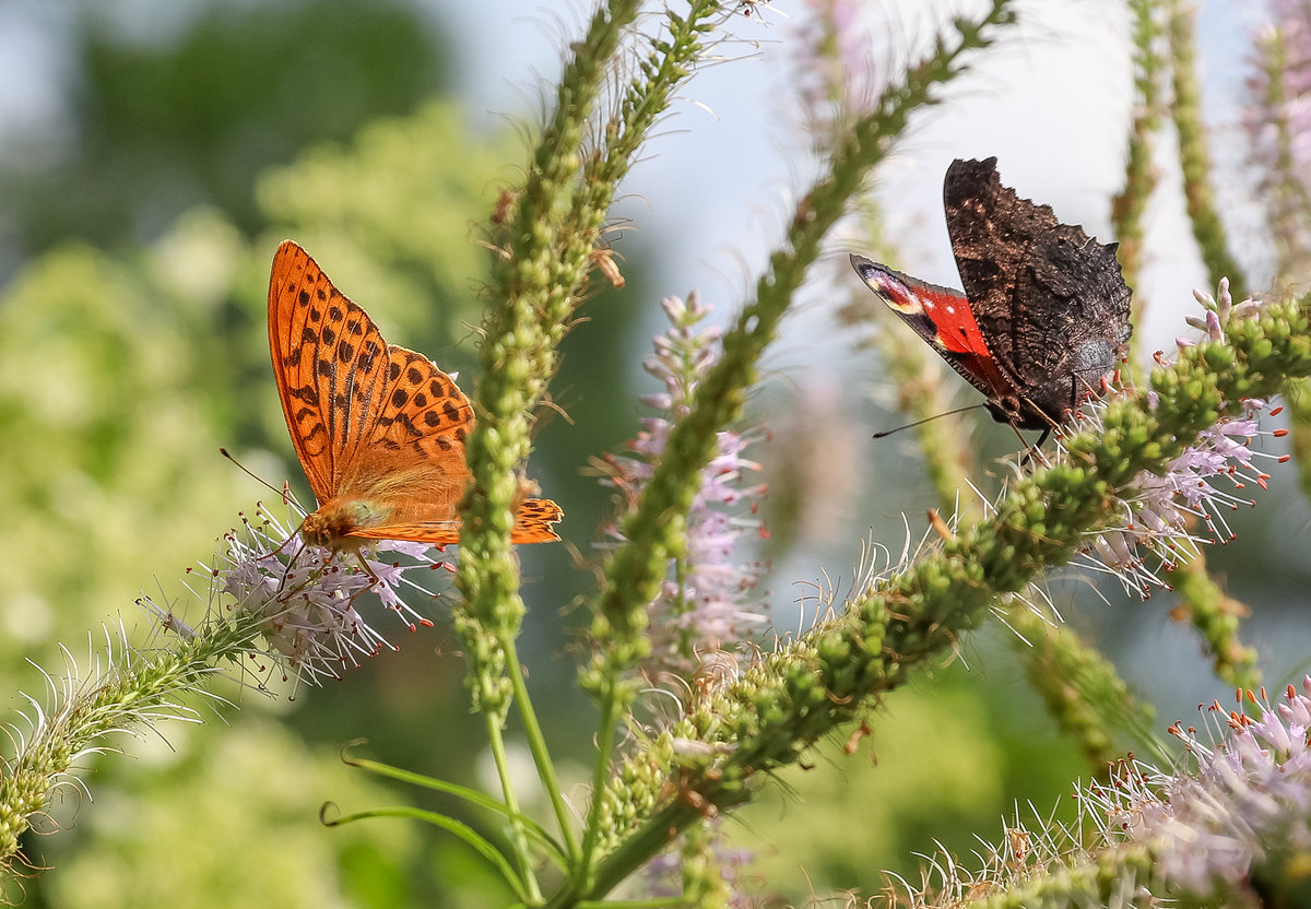 �������� ����, �������� ������� � ������� ��������