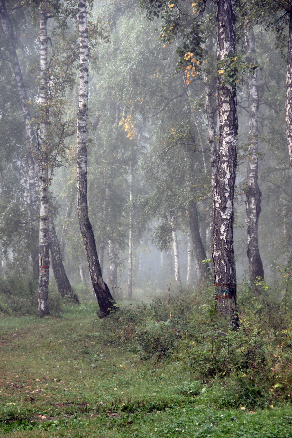 картинки березы туман фото