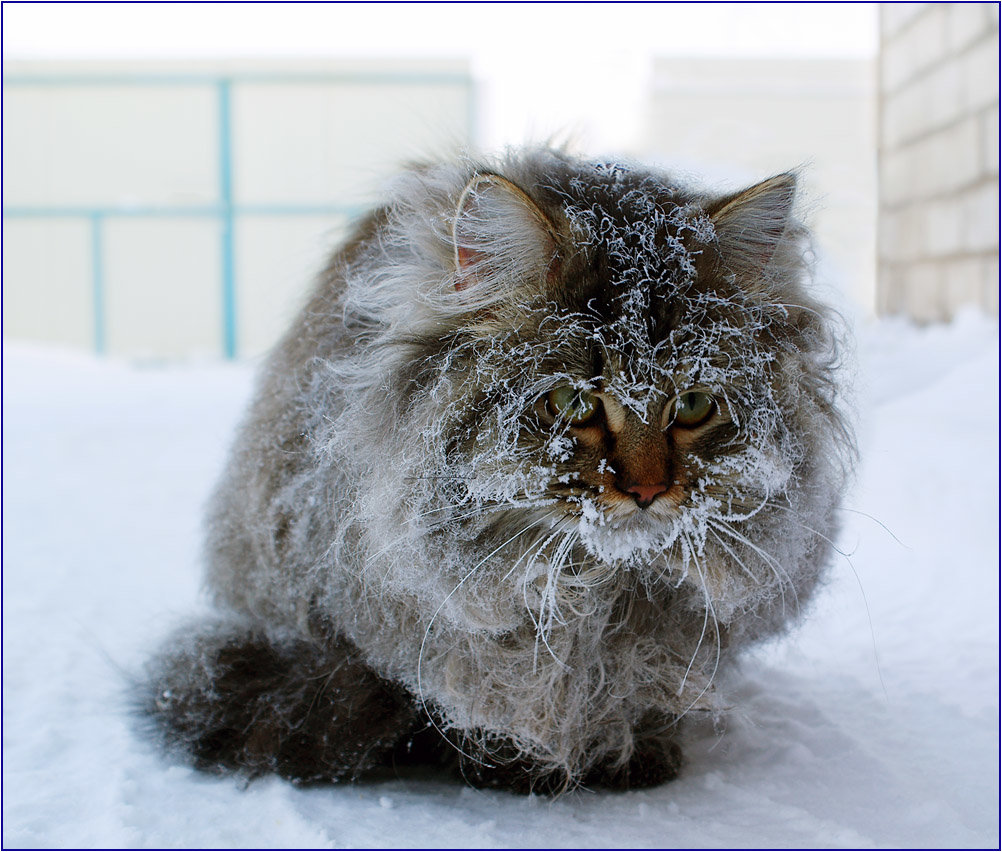 А ты опять сегодня не пришла...
#животные #зима #иней #кот #кошки #мороз #петрович #соник #февраль