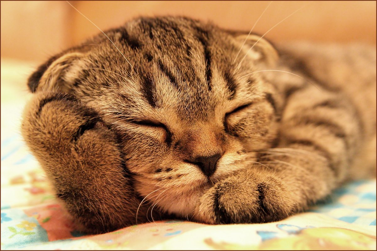 ����, �������� ��� ��� �����