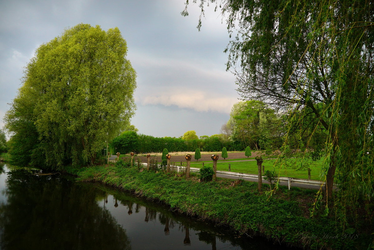 Ива у реки: фото, изображения и картинки