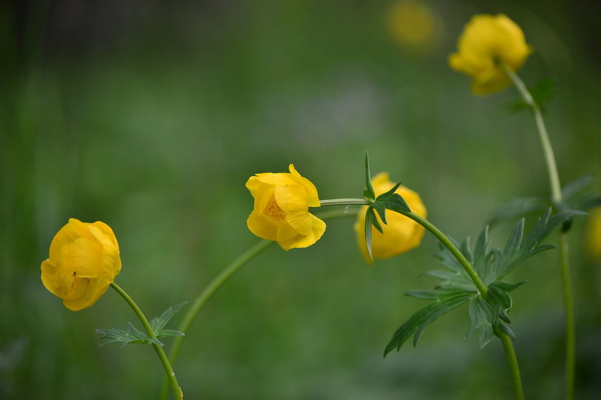 Цветы картинки лютики