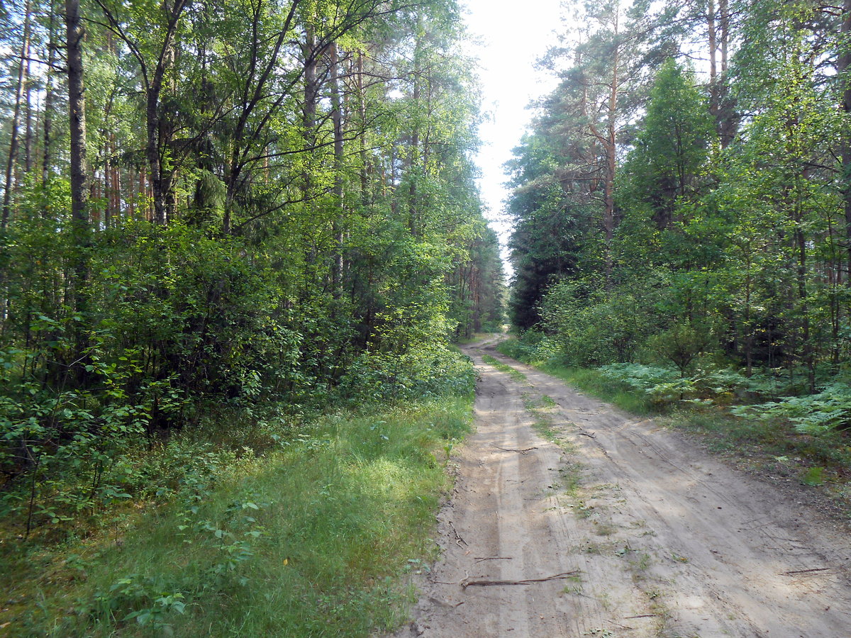 лесная дорога фото