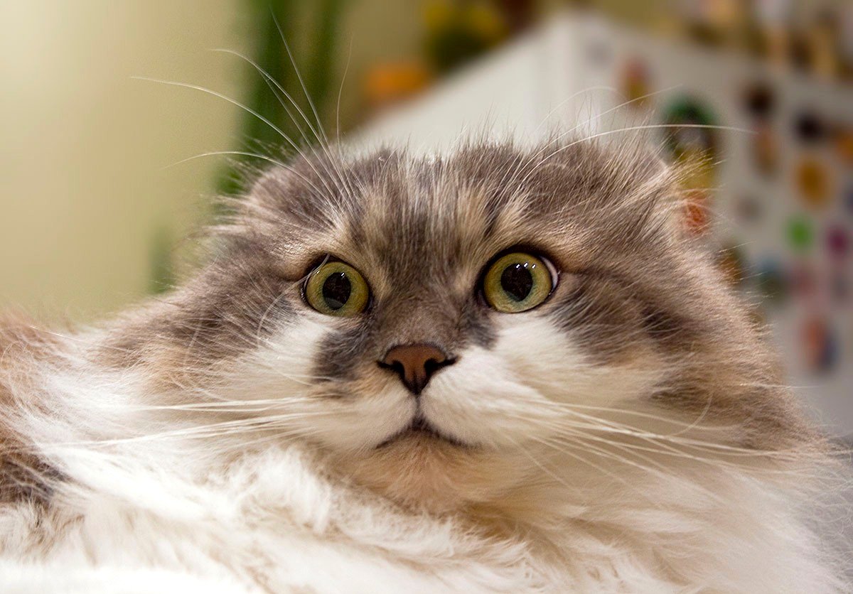 �������� ����, ���������� �������� � �����������