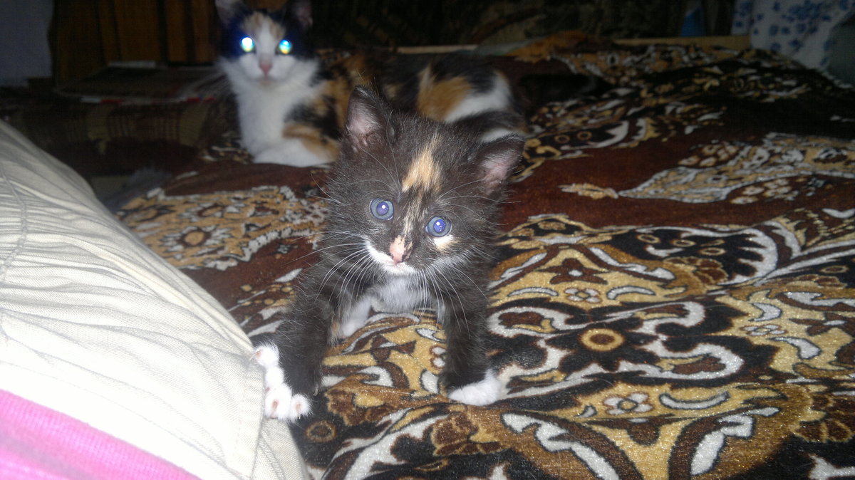 кошечка фото