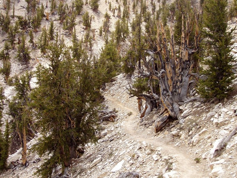 pinus longaeva фото