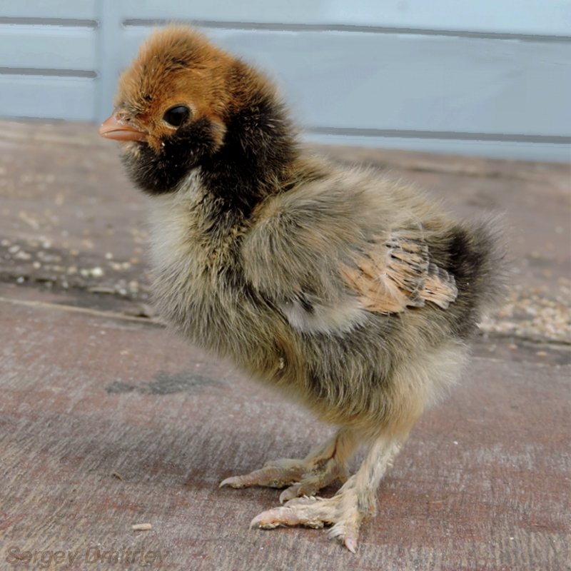 ПАвловский цыплёнок 2018